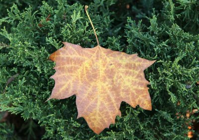 Sycamore Tree Leaf