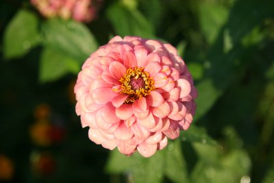 Zinnia