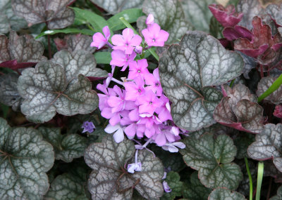 Pink Phlox & Begonia Foliage