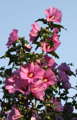 Rose of Sharon Hibiscus