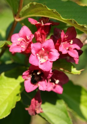 Weigela Blossoms