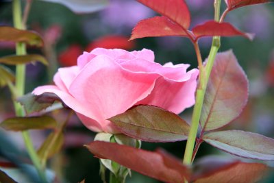 Pink Rose with Foliage