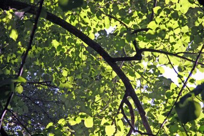 Elm Tree Foliage