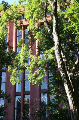 Black Locust Tree & NYU Library