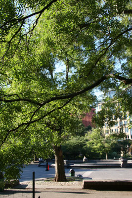 Scholar Trees or Japanese Pagoda Trees