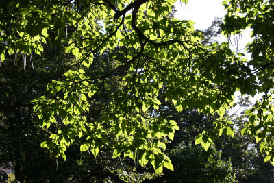 Catalpa Tree Foliage