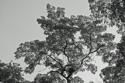 Black Locust Tree Foliage - B&W Version