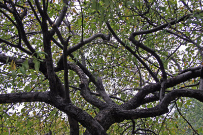Crab Apple Tree Foliage