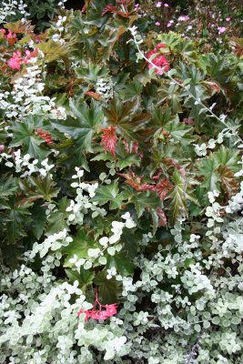 Begonia & Unknown Foliage
