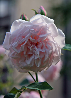 Rosa Souvenir de la Mal Maison