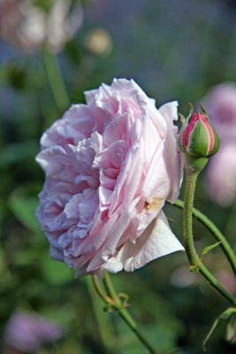 Rosa Souvenir de la Mal Maison