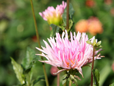 Pink Dahlia