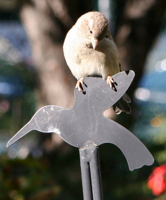 Sparrow on a Humming Bird