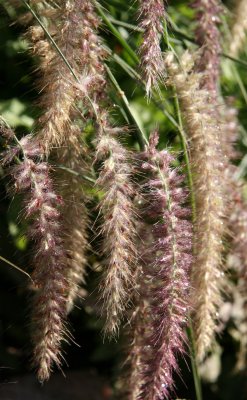 Autumn Grass