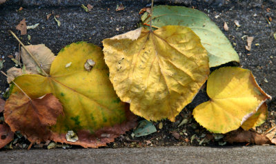 Beginning of the Fall Season - Linden Tree Foliage on the Sidewalk