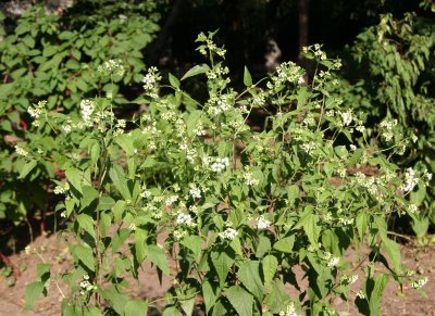 Aegopodium podagraria or Bishop's Weed