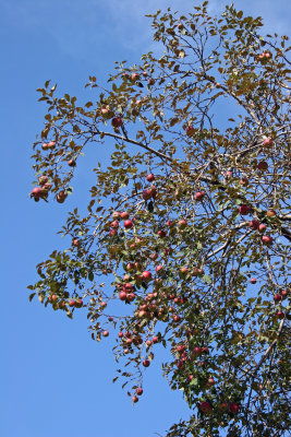 Apple Tree Crop