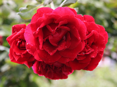 Don Juan Rose Bouquet
