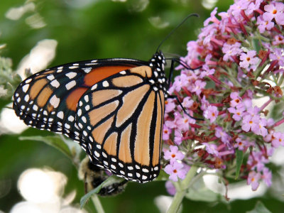 Monarch Butterfly on a Butterfly Bush Blossom