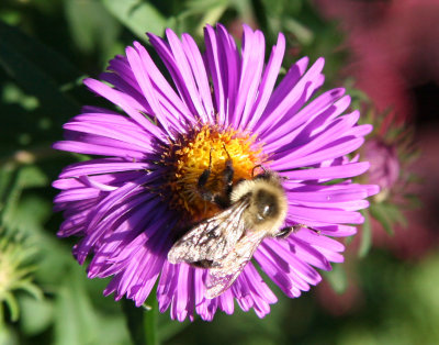 Bee on an Aster Blossom