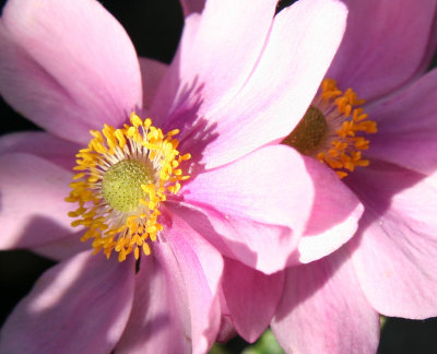 Japanese Anenomes