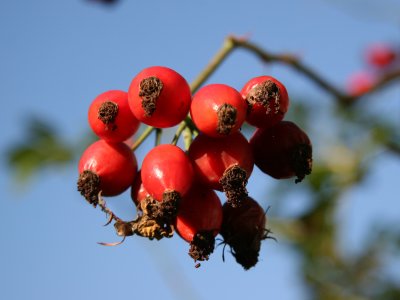 Rose Hips