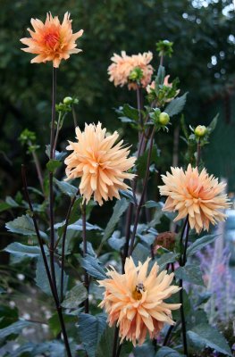 Dahlias