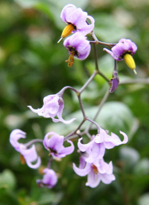 Nightshade or Solanaceae