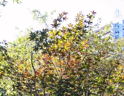 Dwarf Red Leafed Maple Foliage