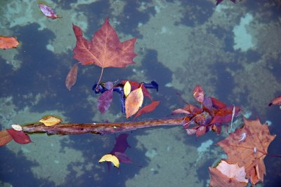 Foliage in a Pool of Water