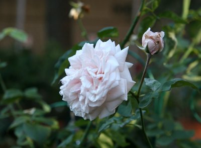 Rosa Souvenir de la Mal Maison