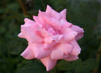 Pink Rose