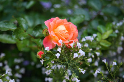 Peach Rose & Calamintha