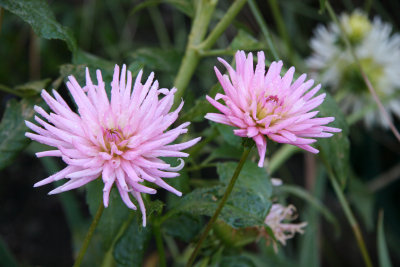 Pink Dahlias