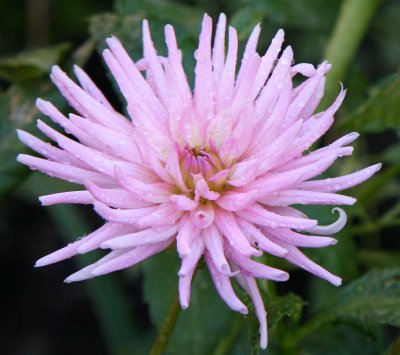 Pink Dahlia