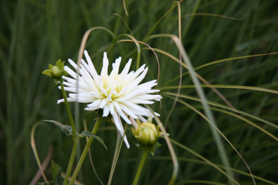 White Dahlias & Summer Grass