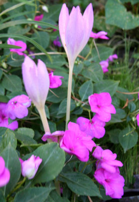 Fall Crocus & Pink Impatiens