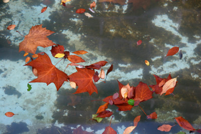 Fall Foliage in a Fountain Pool