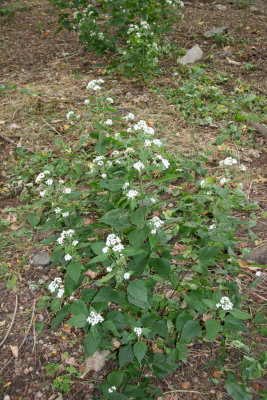 Aegopodium podagraria or Bishop's Gout Weed