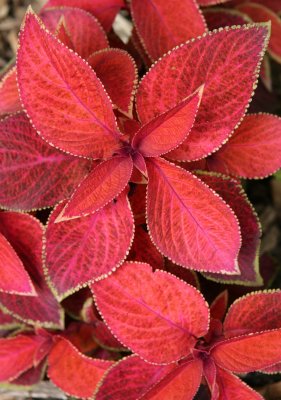 Coleus