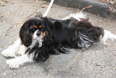 Spaniel
