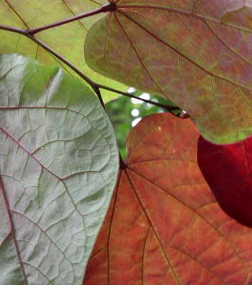 Cercis Foliage