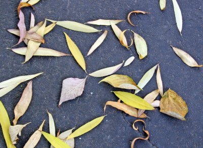 Sidewalk Foliage - Mostly Willow & Dogwood