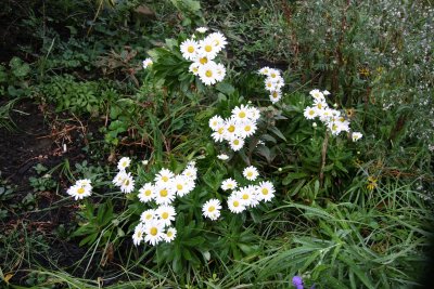 White Daisies