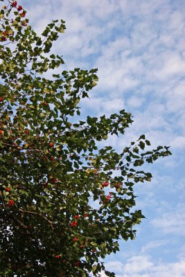 Hawthorne Tree Foliage & Berries