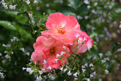 Peach Drift Roses & Calamintha