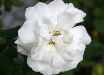 White Rose