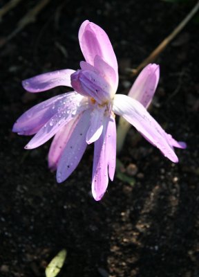 Fall Crocus