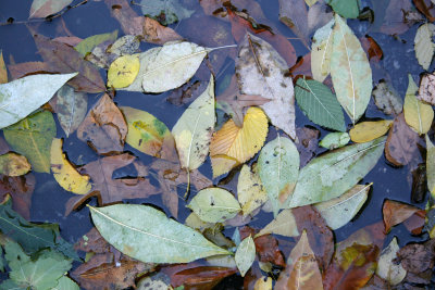 Fall Foliage in a Rain Puddle