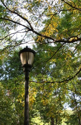 Locust Tree Foliage